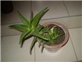 aloa vera